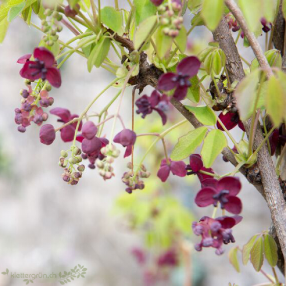 Die Akebie / Schokoladengurke (Akebia quinata) ist eine starkwachsende Schlingpflanze, mit schönen Blätter und zierenden Blüten